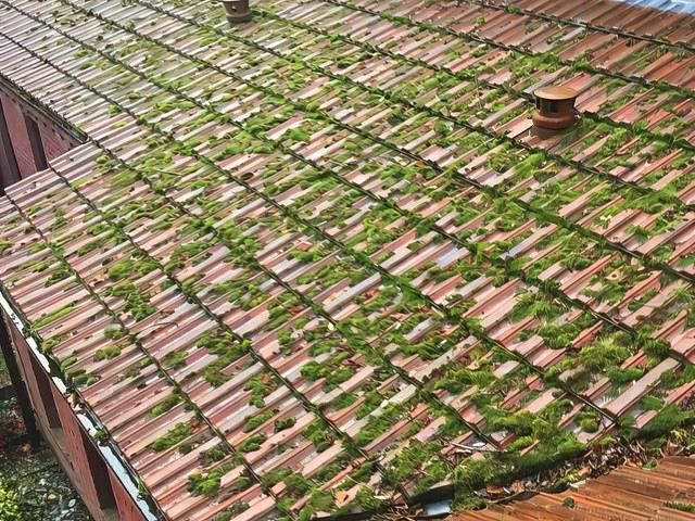 Roof Cleaning Before Cleaning
